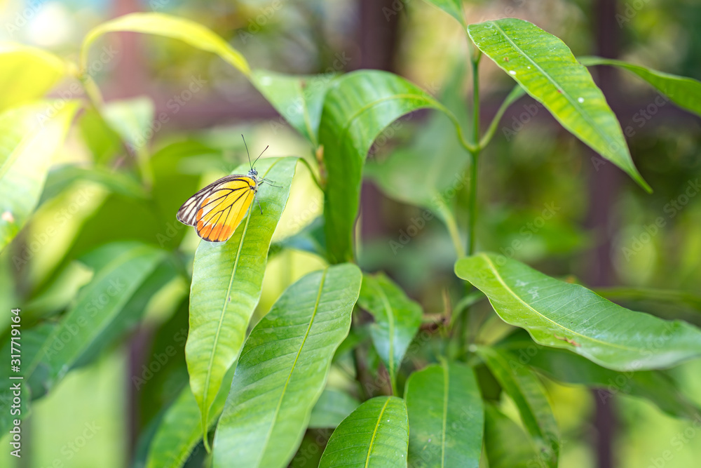 Colorful butterfly on tree branches in garden. Colorful butterfly on tree branches in garden.