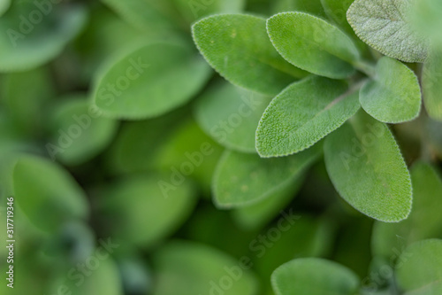 Fresh green leaf in the garden 