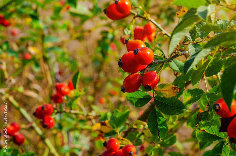 Red rosehip berries on the bushes