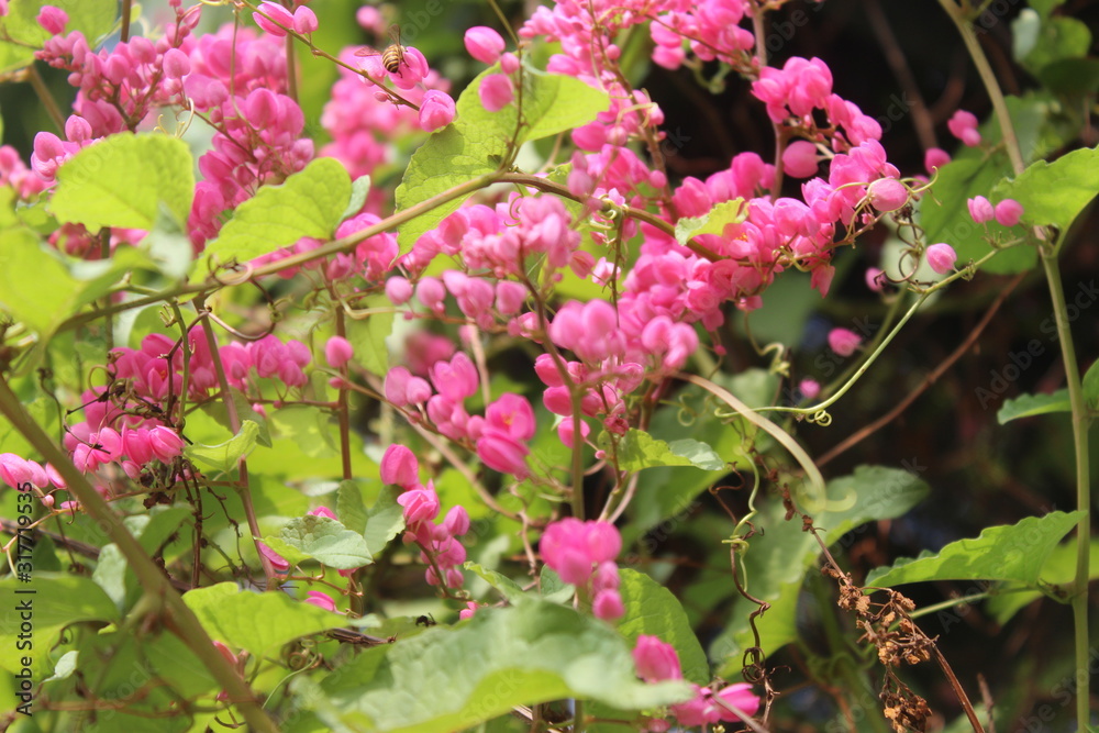 Pink flowers from Jakarta city park Pink flowers from Jakarta city park