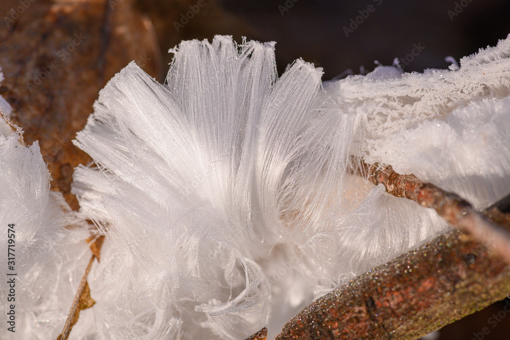 Hair ice on dead wood, Ice hair on wood, hairy ice look like white hair