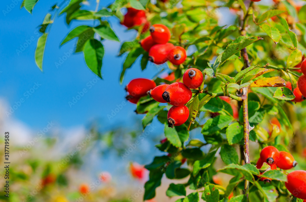 Red rosehip berries on the bushes