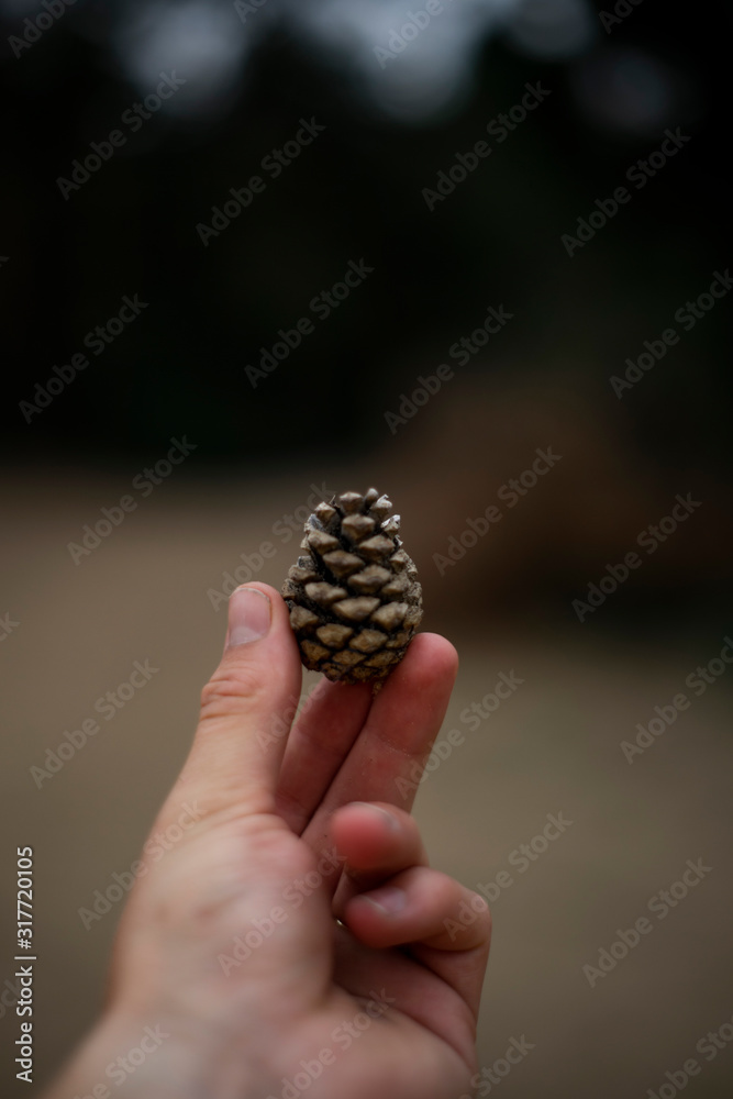 Pinecone in hand Pinecone in hand