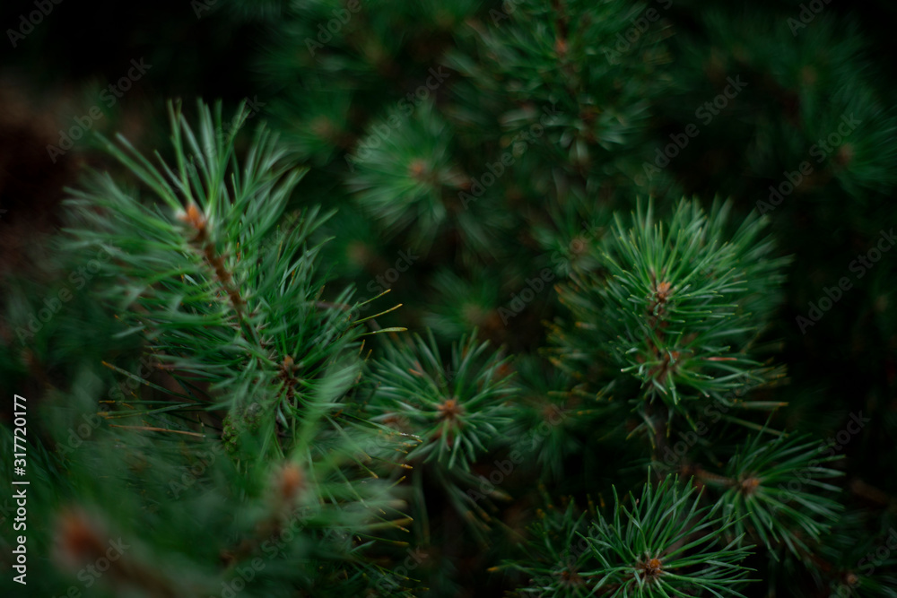 Green tree branches