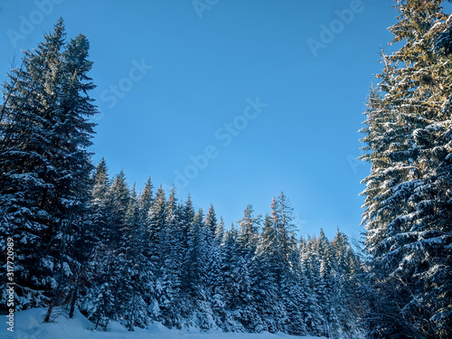 Beautiful green evergreen pine trees surrounding a road and covered in snow during winter season with clear blue sky above