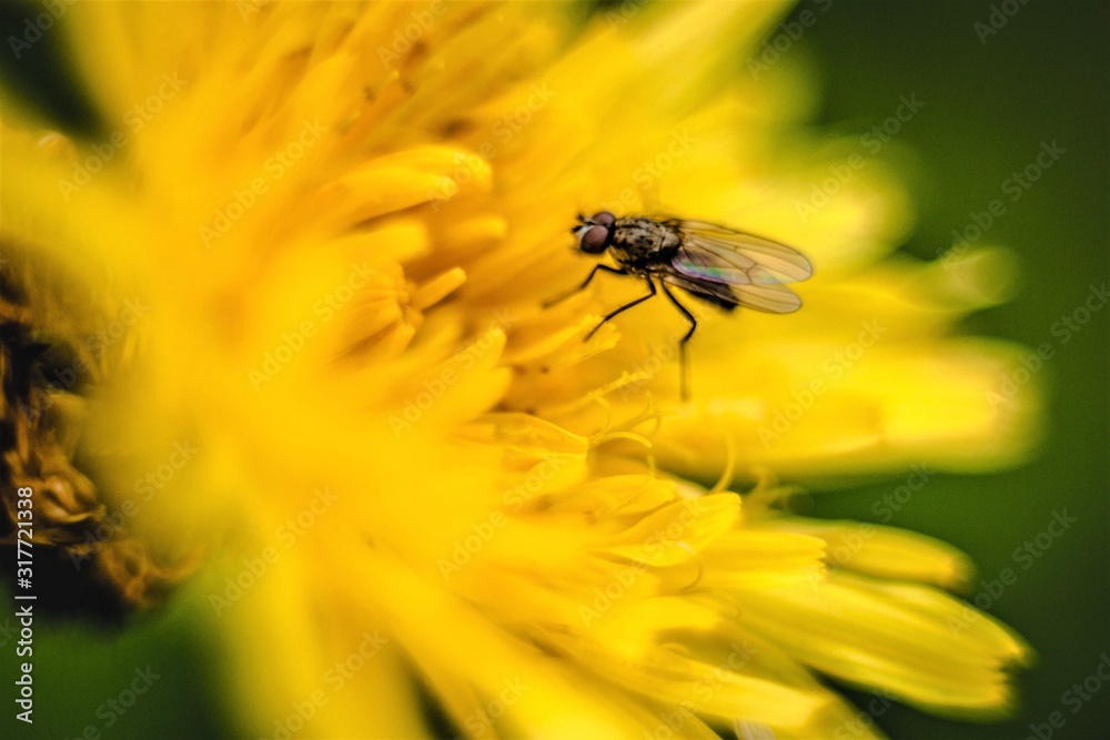 fly on flower fly on flower