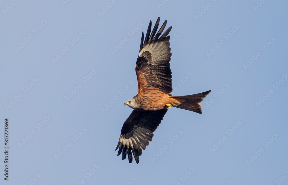Obraz premium Red Kite Flying