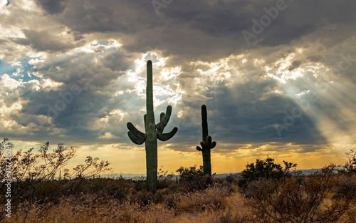 Sagurao Cactus With Sun Rays Beaming Down photo