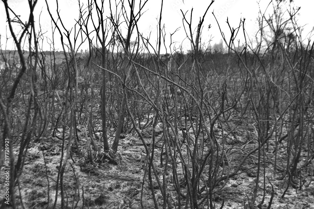 Obraz premium Burnt bushes, small trees, grasses and undergrowth after a heath fire