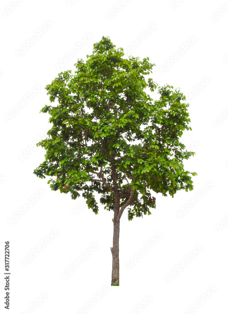Fototapeta premium green tree isolated on white background