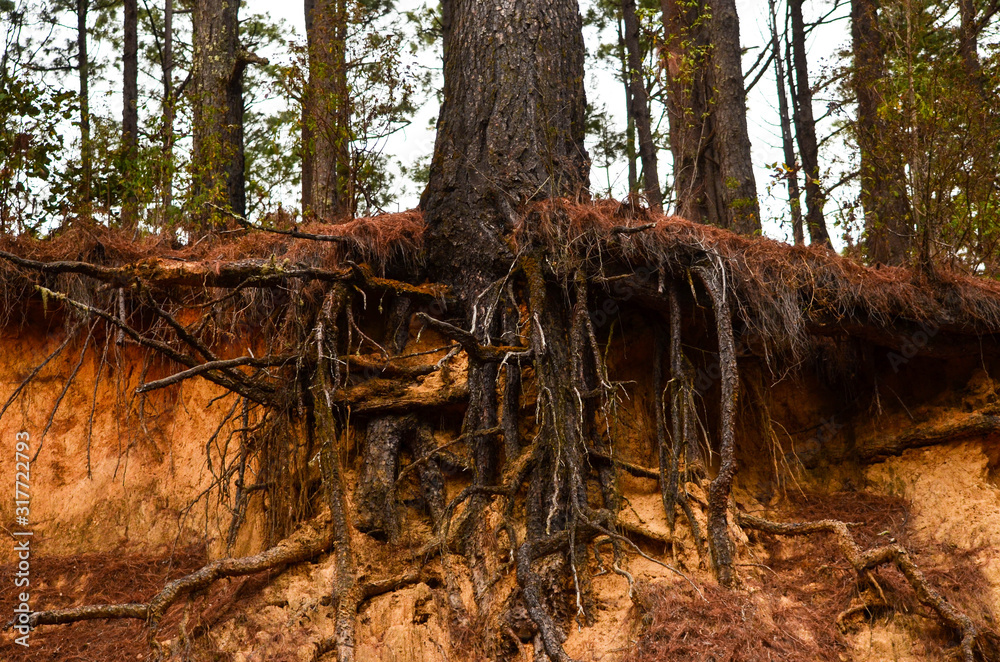 Fototapeta premium old tree in the forest