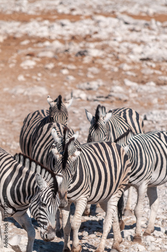 A group of Burchell s Plains zebra -Equus quagga burchelli- standing close to each other on the plains of Etosha National Park  Namibia.