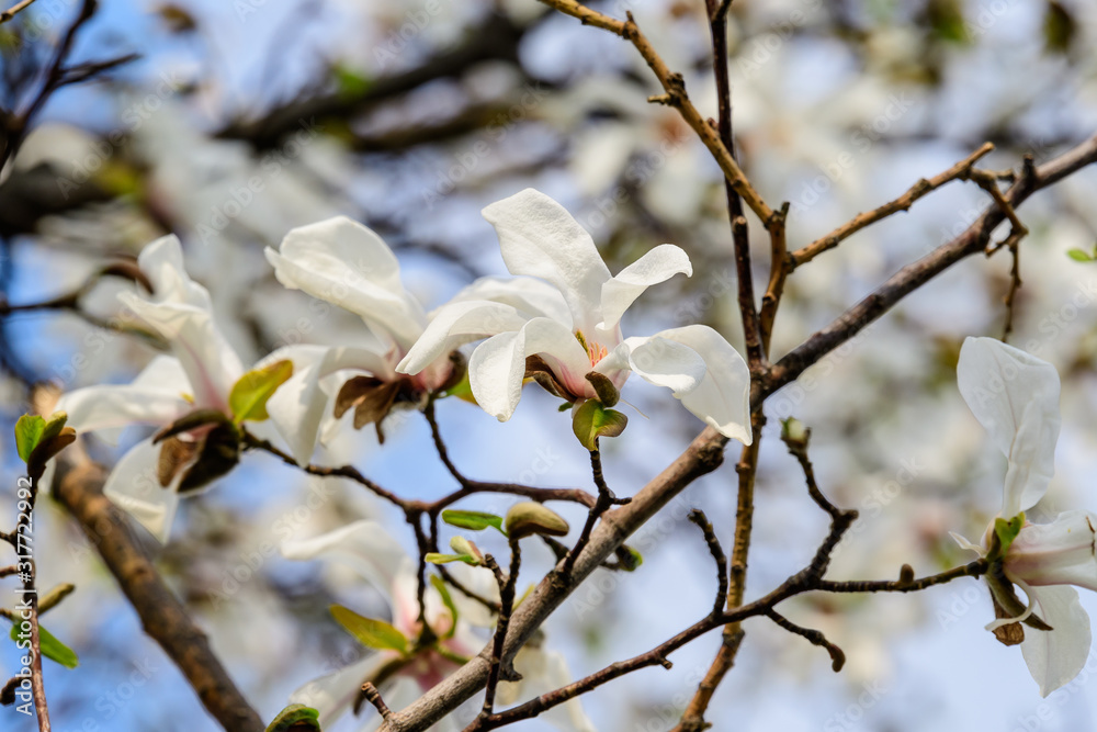 Many delicate white magnolia flowers in full bloom on tree branches towards a cloudy sky, in a garden in a sunny spring day, beautiful outdoor floral background Many delicate white magnolia flowers in full bloom on tree branches towards a cloudy sky, in a garden in a sunny spring day, beautiful outdoor floral background