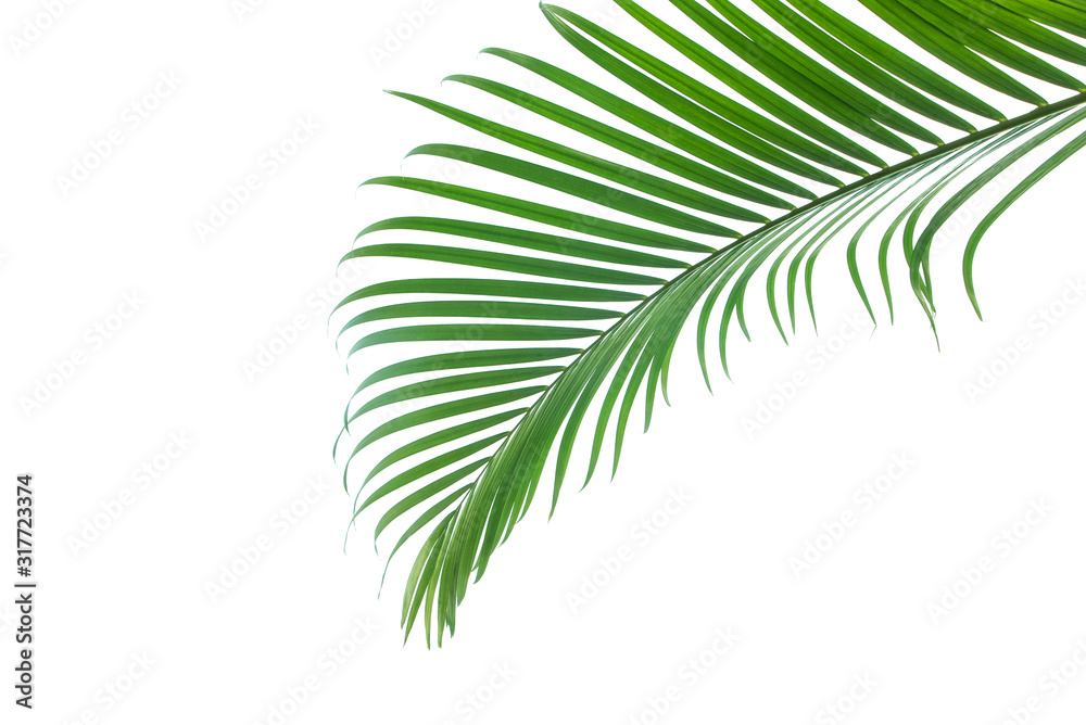 Fototapeta Concept texture leaves abstract green nature background tropical leaves coconut isolated on white background