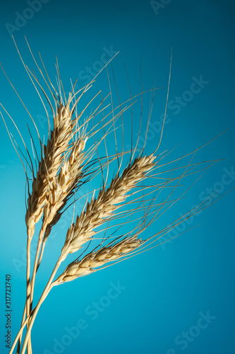 Dried wheat spikelets yellow on a blue background. copy space  close up vertical