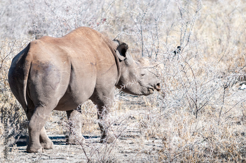 A black Rhinoceros - Diceros bicornis- eating scrubs on the plains of etosha national park, Namibia.