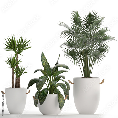 Foto plant in a white pot isolated on white background