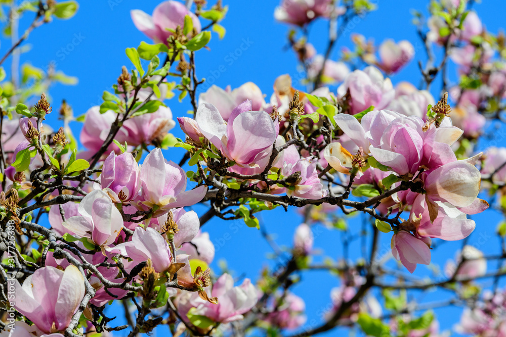 Close up of delicate white pink magnolia flowers in full bloom on tree branches towards clear blue sky in a garden in a sunny spring day, beautiful outdoor floral background