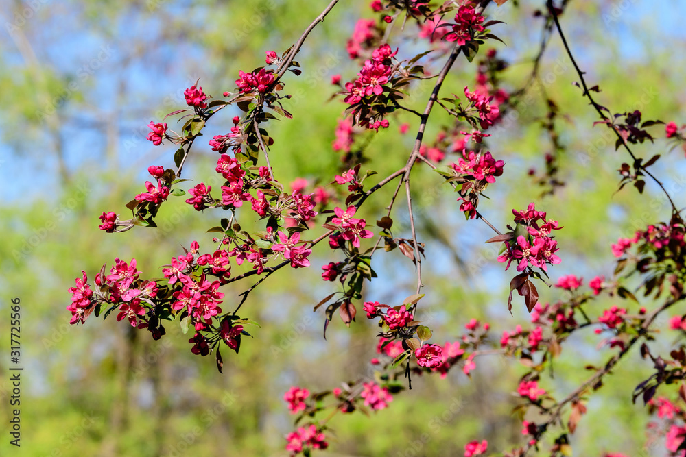 Close up of many decorative red crab-apple flowers in a tree in full bloom in a garden in a sunny spring day, beautiful outdoor floral background Close up of many decorative red crab-apple flowers in a tree in full bloom in a garden in a sunny spring day, beautiful outdoor floral background
