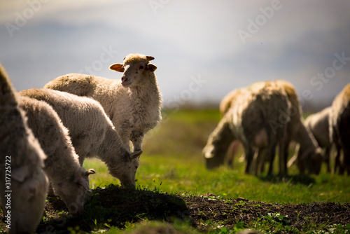 Schilderij op canvas Sheep herd and one sheep is looking at camera.