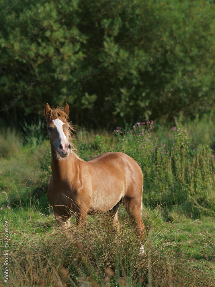 Pretty Foal