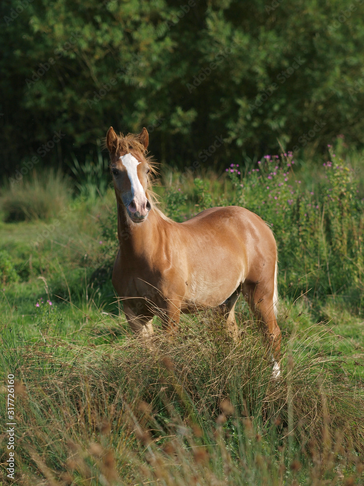 Fototapeta premium Pretty Foal