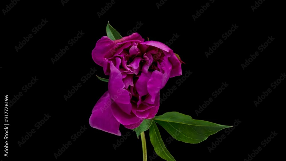 Timelapse of pink peony flower blooming on black background, Timelapse of pink peony flower blooming on black background,