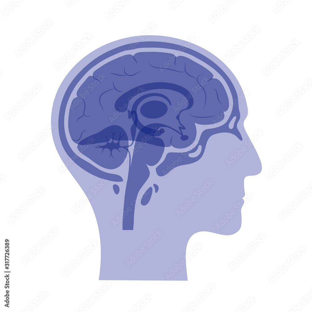 vector illustration of brain vector illustration of brain