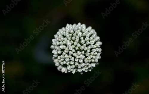 flower garlic nature summer green plant flora garden macro natural