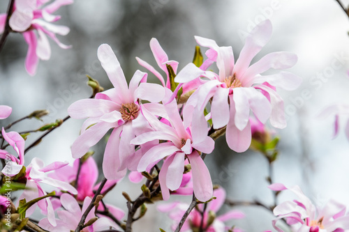 Close up of delicate white pink magnolia flowers in full bloom on tree branches towards clear blue sky in a garden in a sunny spring day  beautiful outdoor floral background