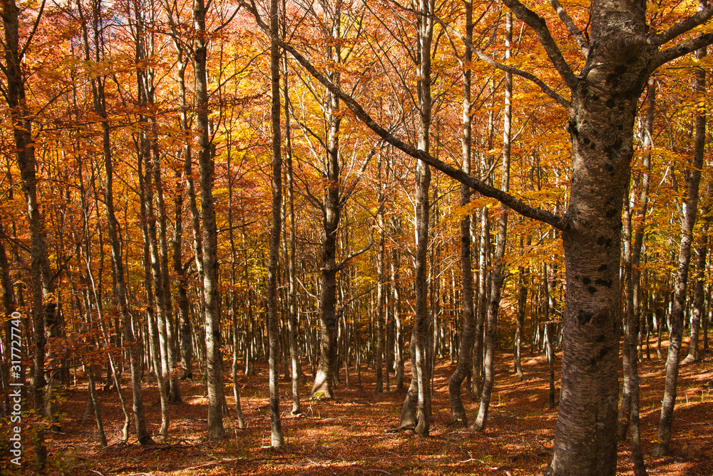 Fototapeta premium Fantastic colors of the autumn season in the wild forest of Abruzzo, Italy