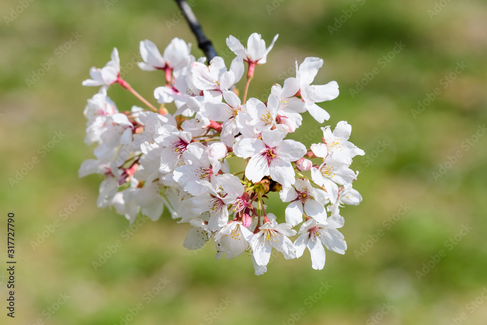 Close up of a branch with white cherry tree flowers in full bloom with blurred background in a garden in a sunny spring day, beautiful Japanese cherry blossoms floral background, sakura Close up of a branch with white cherry tree flowers in full bloom with blurred background in a garden in a sunny spring day, beautiful Japanese cherry blossoms floral background, sakura