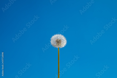 dandelion on a background of blue sky. The flower is clearly centered in the frame.