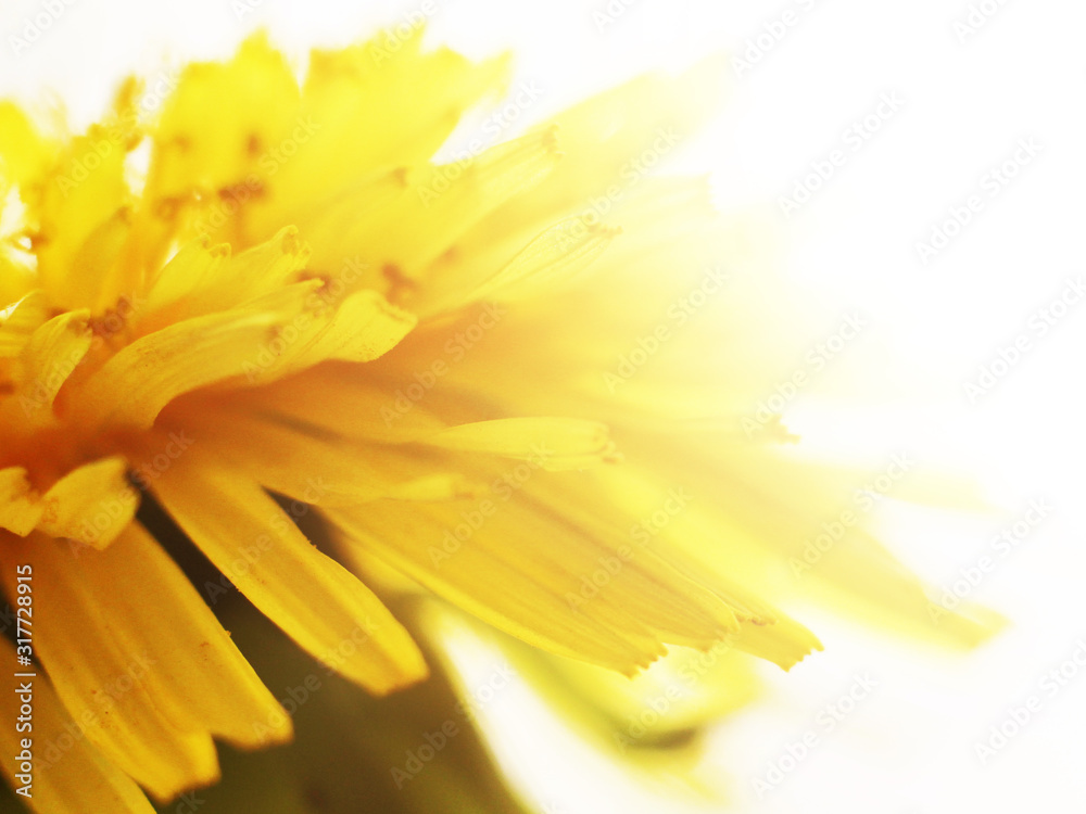 yellow dandelion so close, light toned