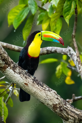 Ramphastos sulfuratus  Keel-billed toucan The bird is perched on the branch in nice wildlife natural environment of Costa Rica