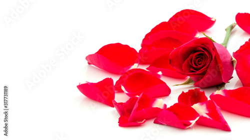 Fototapeta Naklejka Na Ścianę i Meble -  Red Roses Isolated on White Background
