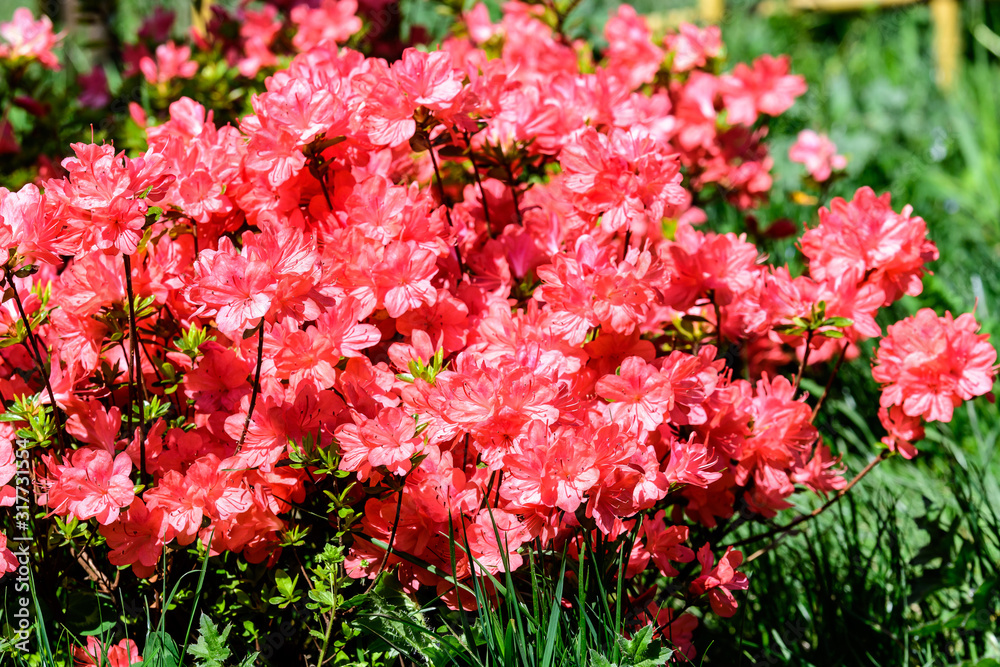 Bush of delicate pink magenta flowers of azalea or Rhododendron plant in a sunny spring Japanese garden, beautiful outdoor floral background Bush of delicate pink magenta flowers of azalea or Rhododendron plant in a sunny spring Japanese garden, beautiful outdoor floral background