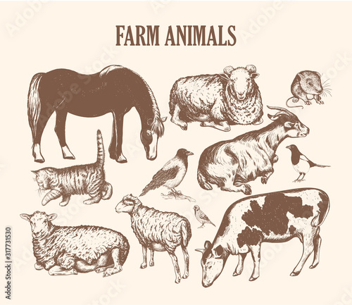 farm animals sketch hand drawing. 