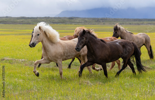 Herd of Icelandic horses in horsetrip 