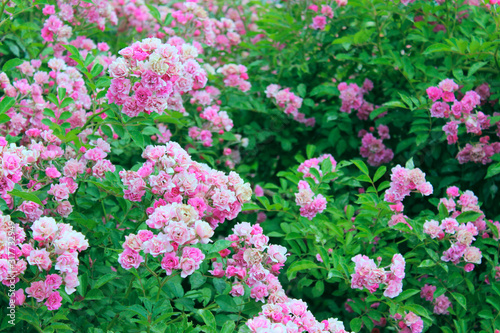 Beautiful roses in the garden. Abstract nature background. Pink roses outdoors.