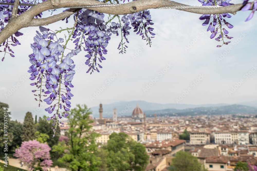 Naklejka premium wisteria in bloom with the panorama of Florence in the background