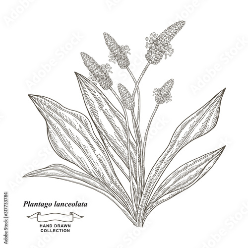 Plantago lanceolata plant hand drawn. Ribwort plantain or English plantain. Medical herbs collection. Vector illustration botanical. Vintage engraving style. photo