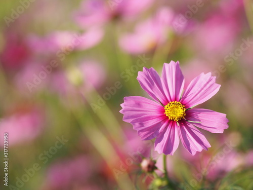 Pink Sulfur Cosmos, Mexican Aster flowers are blooming beautifully in the garden, blurred of nature background © pakn