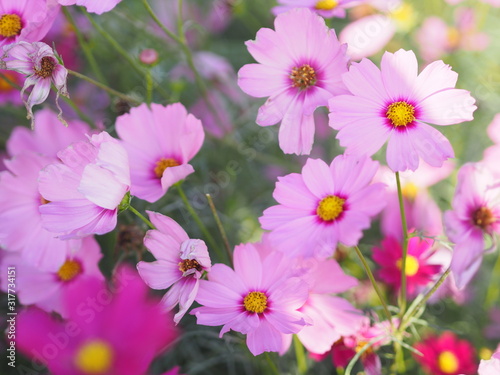 Pink Sulfur Cosmos  Mexican Aster flowers are blooming beautifully in the garden  blurred of nature background