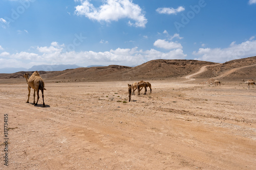 Salalah Oman  free walking camels in the wilderness  beautiful barren landscape of mountains  stones and sand  blue sky  few clouds