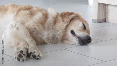 golden retriever dog lying on white tile