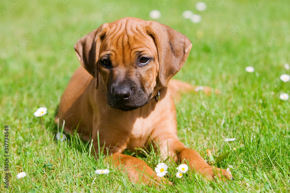 Rhodesian Ridgeback Welpe liegt im Gras