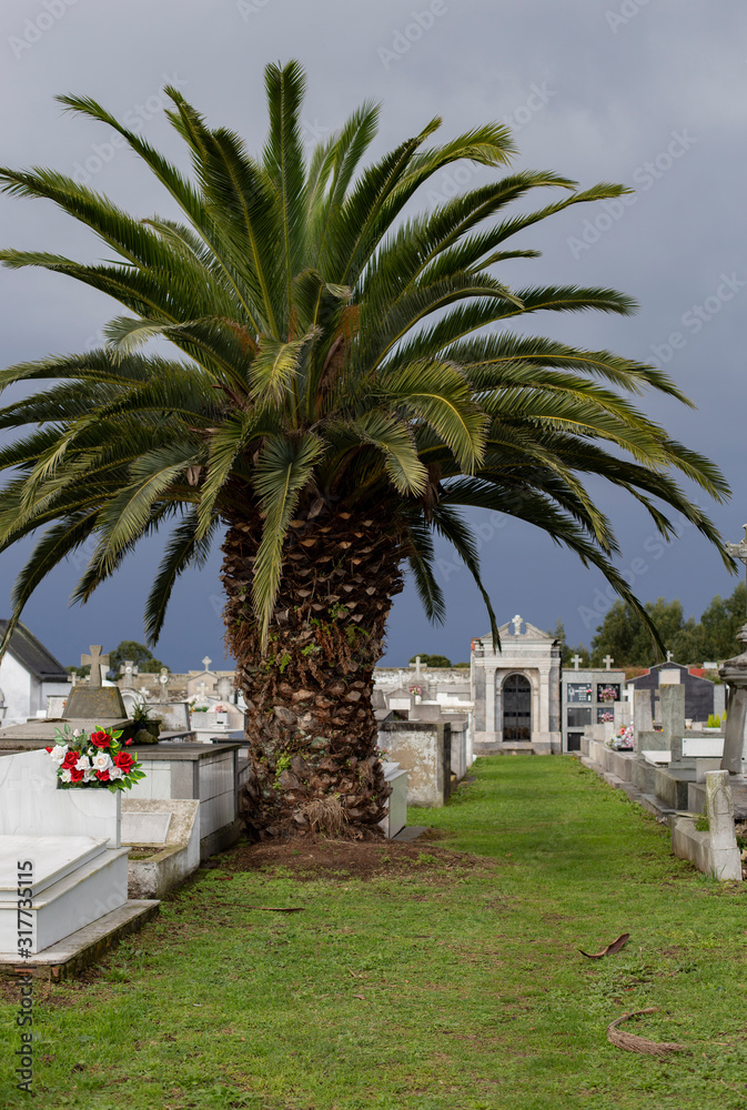 Palm tree in a cemetery