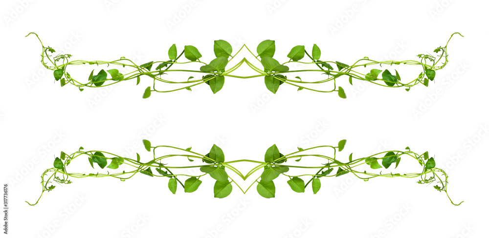 Floral Desaign. Twisted jungle vines liana plant with heart shaped green leaves isolated on white background, clipping path included. Floral Desaign. Twisted jungle vines liana plant with heart shaped green leaves isolated on white background, clipping path included.