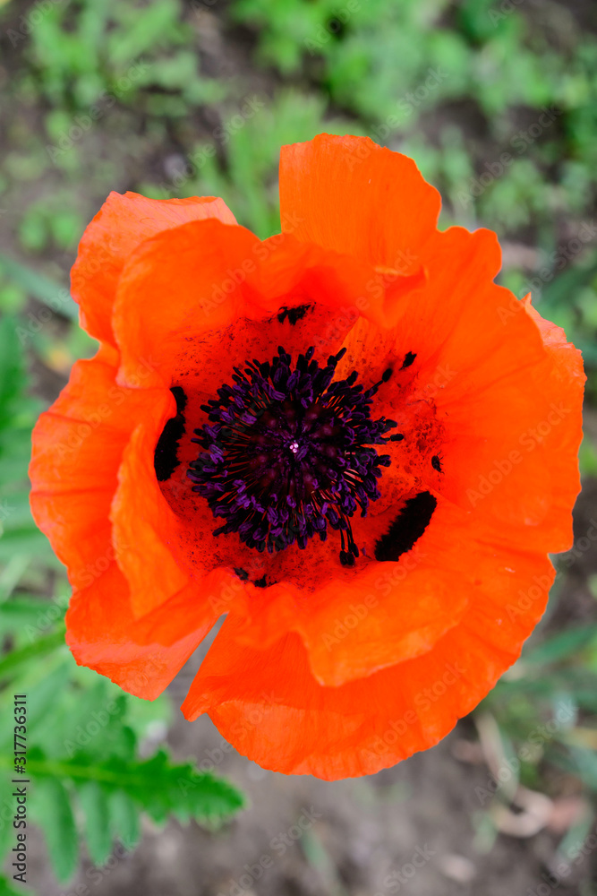 Close up of one red orange poppy flower and blurred small blooms in a British cottage style garden in a sunny summer day, beautiful outdoor floral background photographed with soft focus Close up of one red orange poppy flower and blurred small blooms in a British cottage style garden in a sunny summer day, beautiful outdoor floral background photographed with soft focus